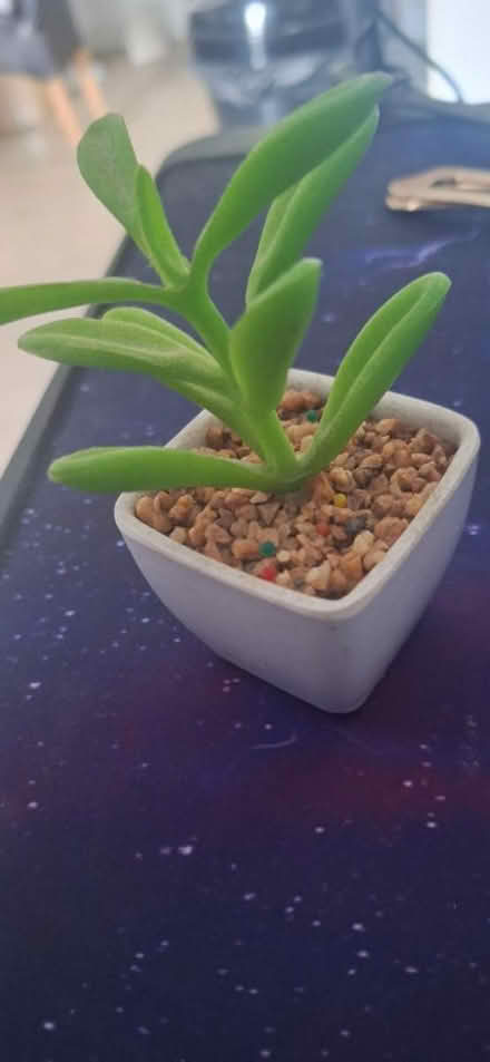 Photo of free Little fake plant (TW8) #2
