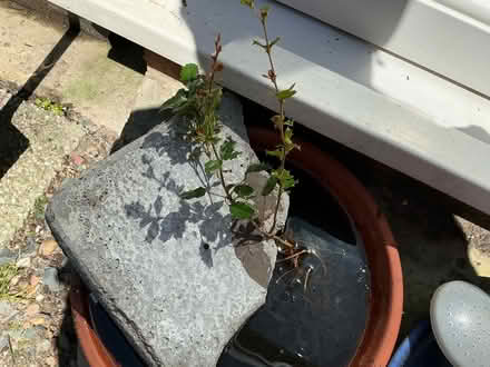 Photo of free Berberis plant (Liverpool) #1