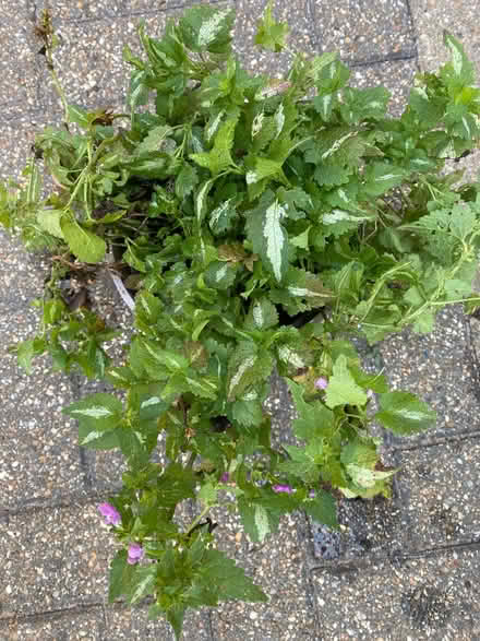 Photo of free Lamium plant (Hellesdon NR6) #1