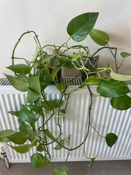 Photo of free Plant cuttings with long roots (Mill Hill (NW7)) #1