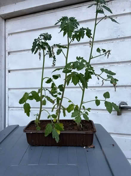 Photo of free Tray of tomato plants (Westbury Wilts BA13) #1