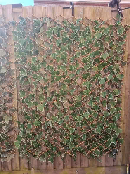 Photo of free 3 x ivy trellis (Weymouth DT4) #1