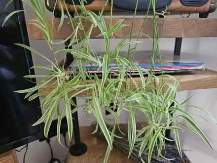 Photo of free 20+ Spider Plant Babies (Cuttings) (Grays RM20) #2