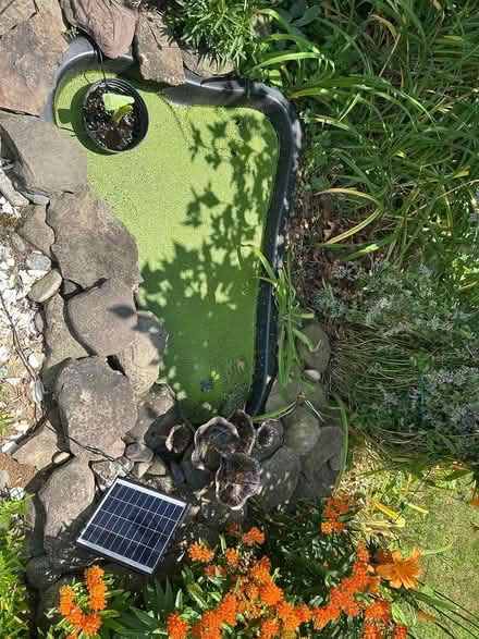 Photo of free Pond Duck Weed (Marshfield) #1