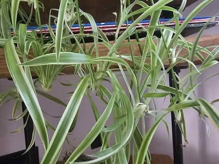 Photo of free 20+ Spider Plant Babies (Cuttings) (Grays RM20) #3