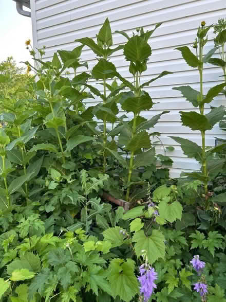 Photo of free Compass Plants (Round Lake Beach) #2