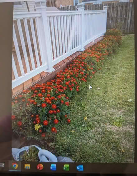 Photo of free Marigold Seeds (Belford, N.J.) #3
