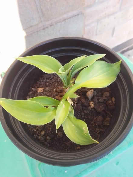 Photo of free Small leaf Hosta called Geisha (Killamarsh S21) #1