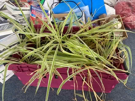 Photo of free Spider plants (Iffley OX4) #1