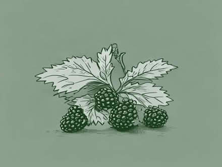 Photo of free Frozen brambles( blackberries) (Drum Brae EH4) #1