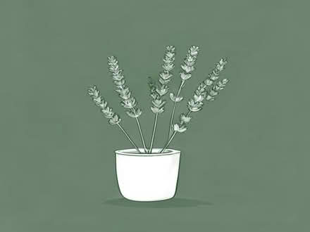 Photo of free Lavender stalks (Wivenhoe CO7) #1