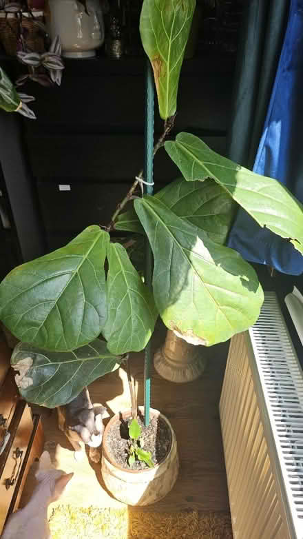 Photo of free plant (Corstophine EH4) #1