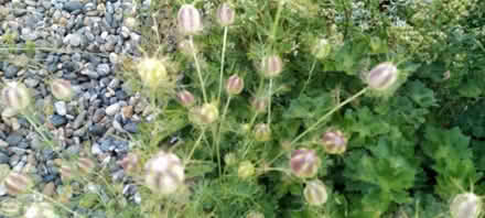 Photo of free Nigella seeds (Kennington OX1) #1