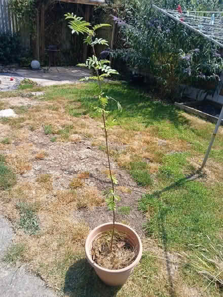 Photo of free Young rowan tree (Coton in the Elms DE12) #1