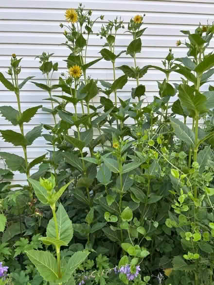 Photo of free Compass Plants (Round Lake Beach) #1