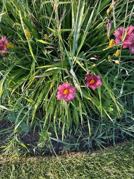 Photo of free Plants (Round Lake Beach) #1