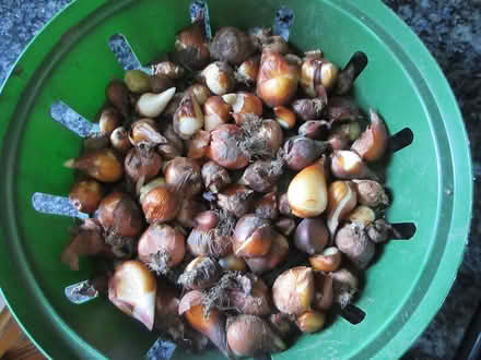 Photo of free Tulip Bulbs (Dublin 12) #1