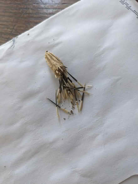Photo of free Marigold Seeds (Belford, N.J.) #1