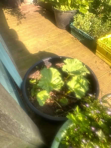 Photo of free Rhubarb crown (Heysham LA3) #1