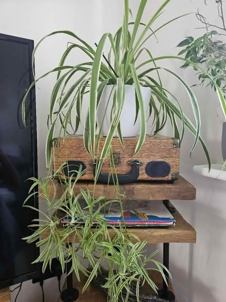 Photo of free 20+ Spider Plant Babies (Cuttings) (Grays RM20) #1