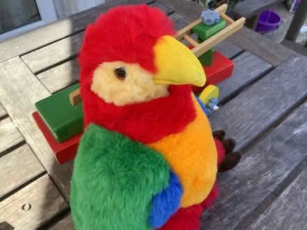 Photo of free Parrot (Camberley GU17) #1