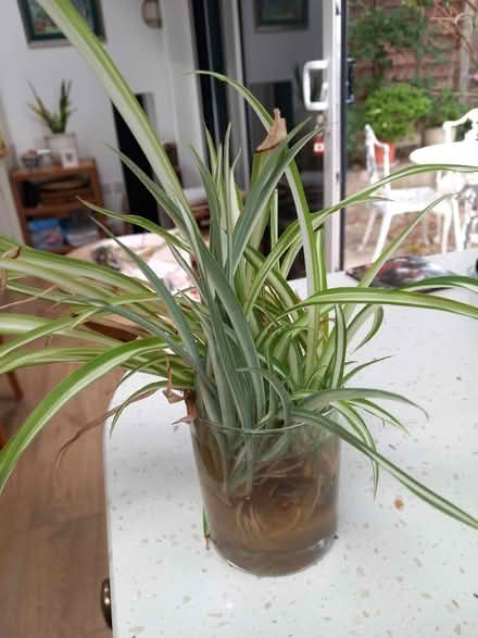Photo of free Baby spider plants (New Malden KT3) #1