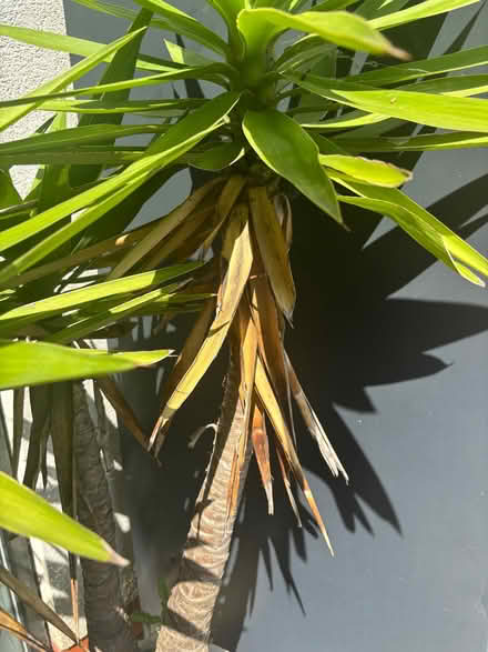 Photo of free Large palm (Leigh-on-Sea SS9) #2