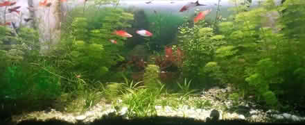 Photo of free Fish tanks (NR7) #2