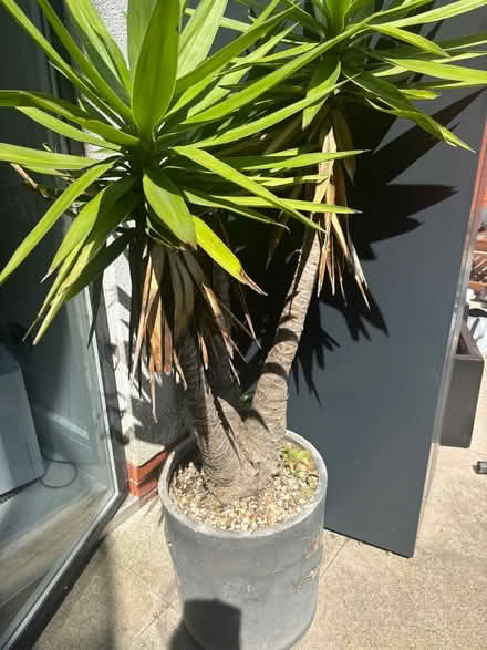 Photo of free Large palm (Leigh-on-Sea SS9) #1