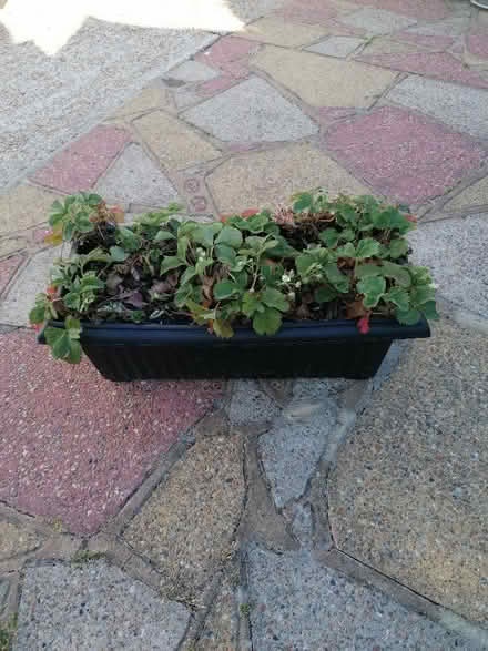 Photo of free Planter of strawberry plants (Langney BN23) #1