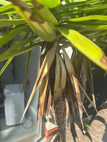 Photo of free Large palm (Leigh-on-Sea SS9) #3
