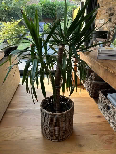 Photo of free Yukka Plant (Epping CM16) #1