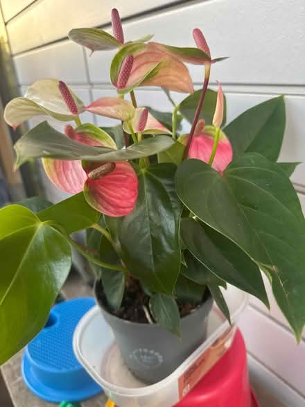 Photo of free Plant (Se13 7LL) #2