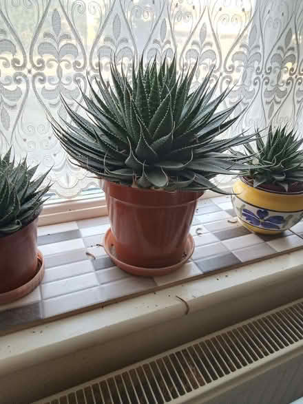 Photo of free Succulent plants (NR7) #2
