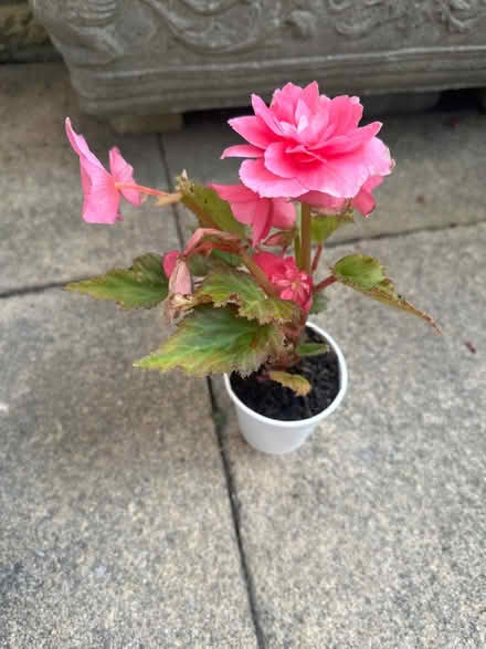 Photo of free Begonia (CO4 9 Colchester) #1