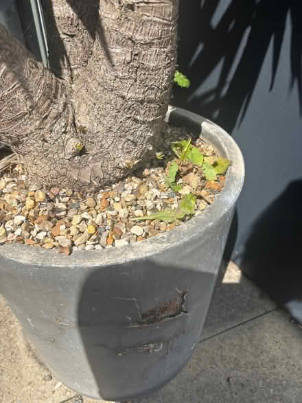 Photo of free Large palm (Leigh-on-Sea SS9) #4