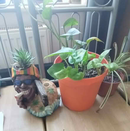 Photo of free Plants (NR7) #1