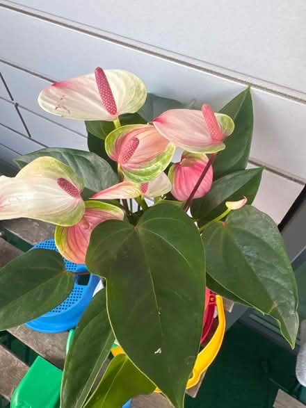 Photo of free Plant (Se13 7LL) #1