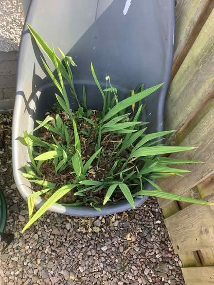 Photo of free Crocosmia tubers (Montrose DD10) #2