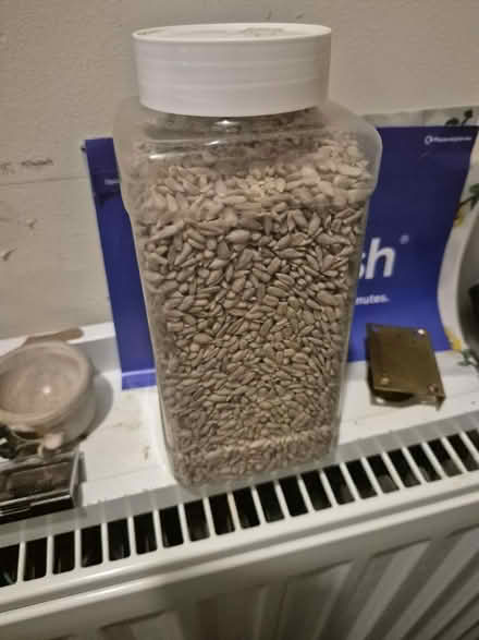 Photo of free Sunflower Seeds (Horsham Town area RH13) #1
