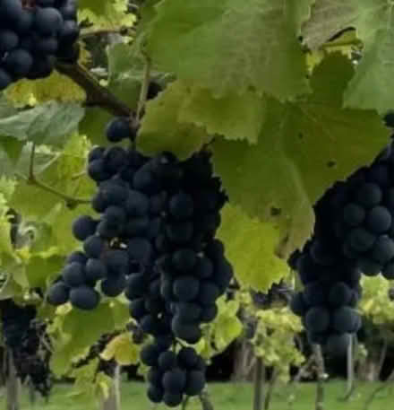Photo of Regent or Solaris Grape Scion (Totton and Eling SO40) #1