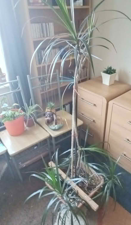 Photo of free Plants (NR7) #2