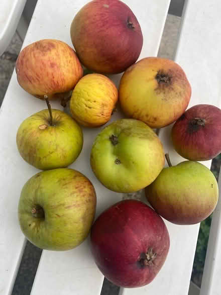 Photo of free Windfall apples (Cheshunt EN7) #1