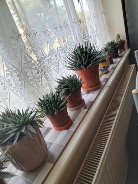 Photo of free Succulent plants (NR7) #1