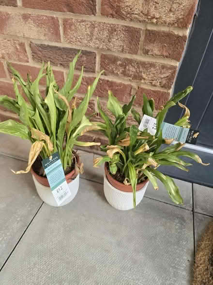 Photo of free 2x Calla Lilys (TW8 Brentford) #1