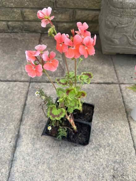 Photo of free Plants (CO4 9 Colchester) #1