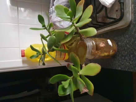Photo of free 3 well rooted jade cuttings free pick up bracknell (Crown Wood RG12) #1