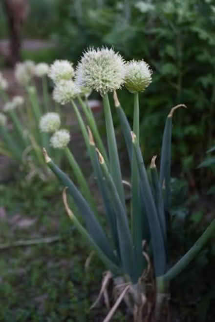 Photo of Welsh Onion (Ludlow SY8) #1