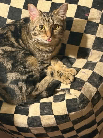 Photo of free Cat fountain (Beaco) #1