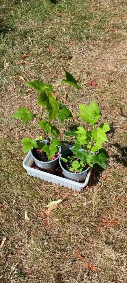 Photo of free Blackcurrant plants (Wavertree, L15) #1